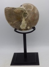 Very Large Polished Nautilus