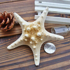 5/25pcs Flat Dried Starfish DIY Crafts Mini Sea Shells Ornaments Nautical Decor