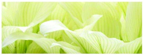 Hosta white feather marginal - -,