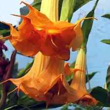BRUGMANSIA SANGUINEA  AURANTIA - 10 x seeds - trumpet flower, tropical, datura