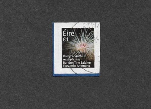 Ireland fireworks anemone fine - fireworks,