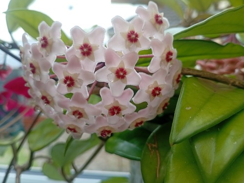 Hoya carnosa houseplant - carnosa, the
