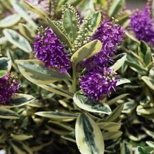 Hebe × franciscana x3 Plug