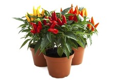Chilli Plants - 6 x Plug Plant Pack - Premium Quality Plants - Vegetable