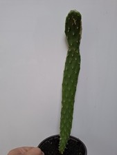 Opuntia Prickly Pear| Cactus |