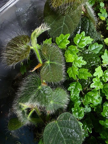 Ficus villosa terrarium - villosa,