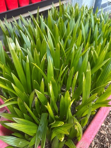 Trachycarpus fortunei hardy - trachycarpus,