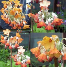 4 X plants Primula florindae copper form bog garden damp woodland UK grown