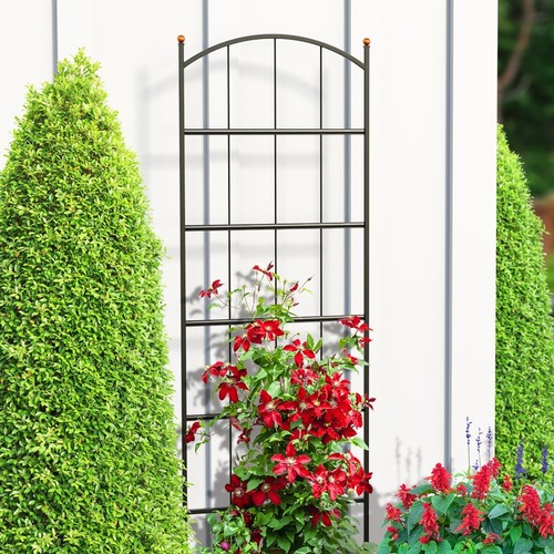 Garden trellis plant - garden,