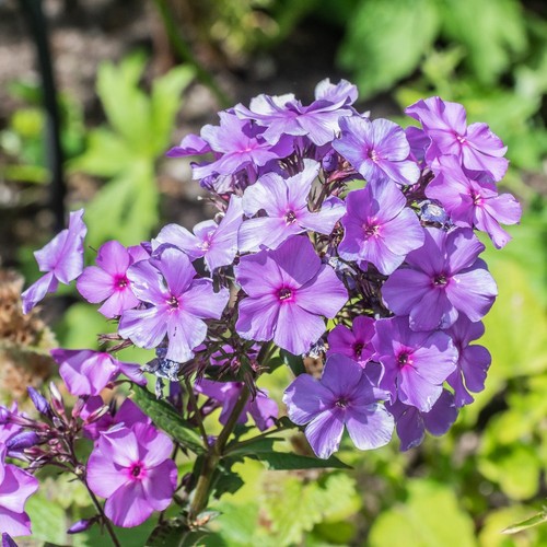 Phlox paniculata blue - phlox, 'blue