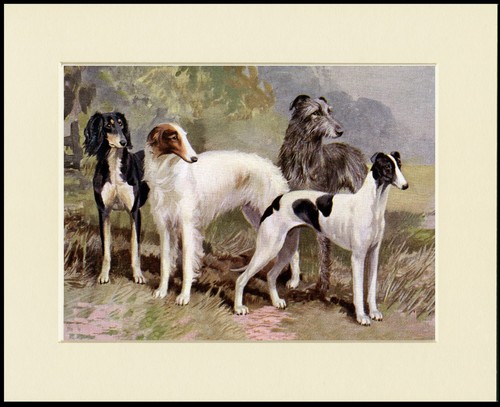 Saluki borzoi greyhound irish - saluki,