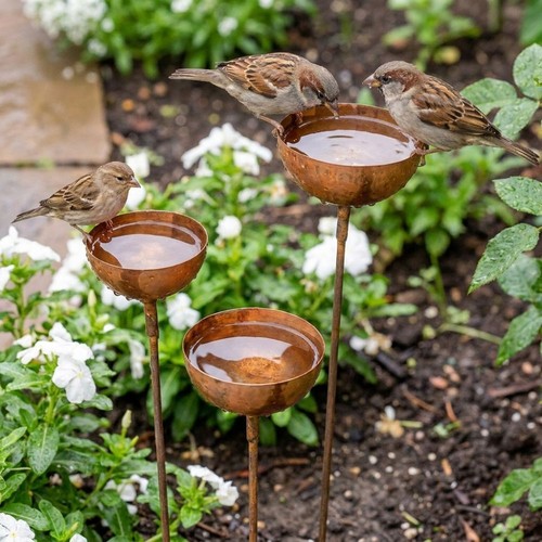 Tier bowl metal - metal, bird