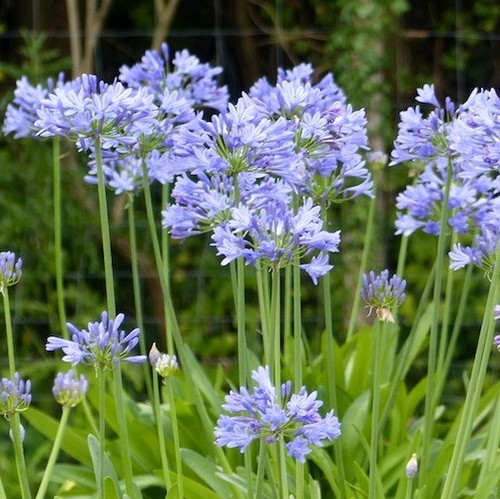 Agapanthus sunfield deciduous - sunfield.,