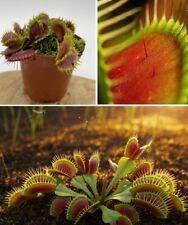 Venus Fly Trap Seeds | 20+