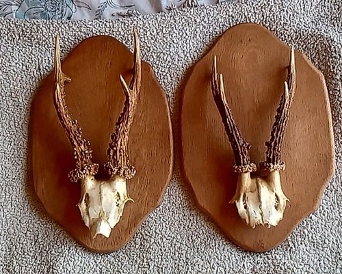 Vintage roe deer antlers wall - roe,