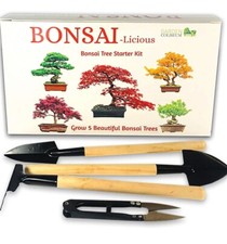 Bonsai Tree kit - Seed