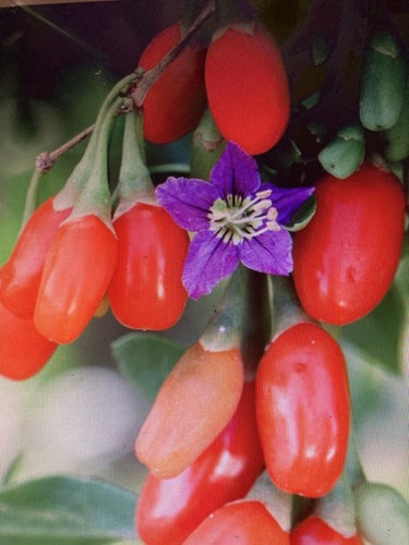 Goji berry plant one - goji,