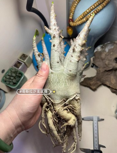 9x13cm rare live - rare,