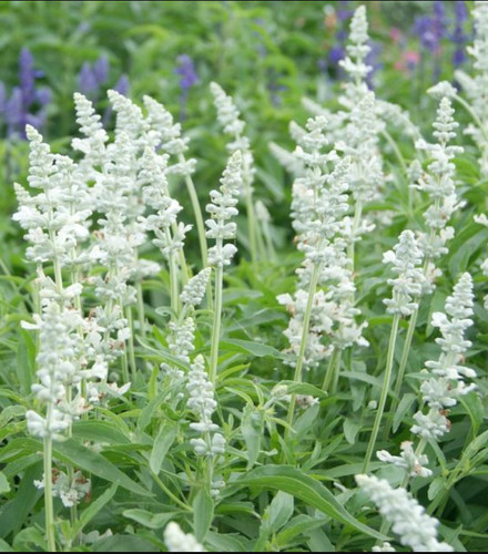 Salvia sage victoria - salvia,,