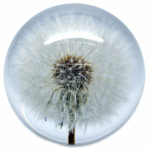 Large dandelion paperweight - dandelion,
