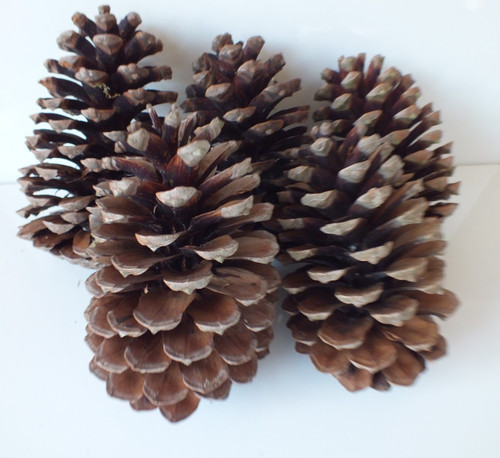 Large pieces pine - ,