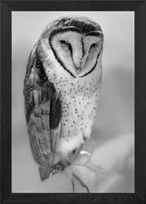 Barn Owl Framed Wall Art