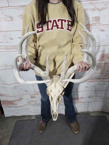 Big wild point whitetail - big,