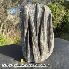 Fossil orthoceras slab in