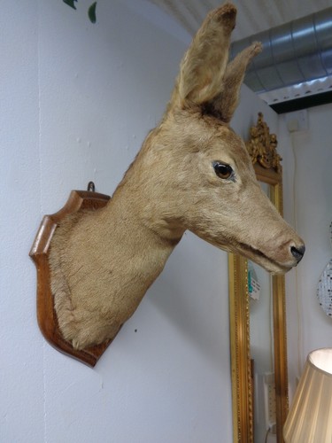 Mounted taxidermy deer head - deer, head.