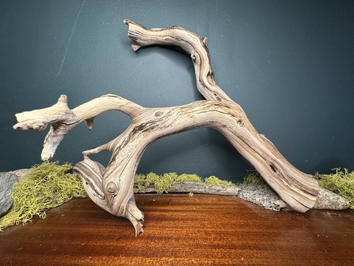 Manzanita driftwood - manzanita,