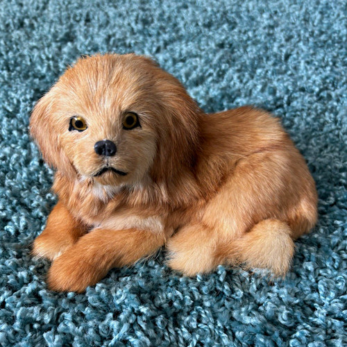 Real golden retriever - real,