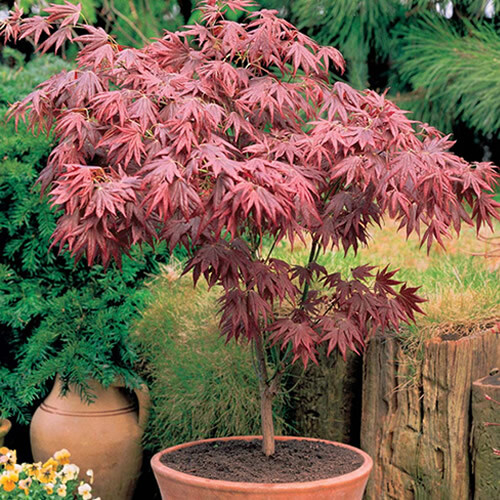 Acer atropurpureum - 1, x