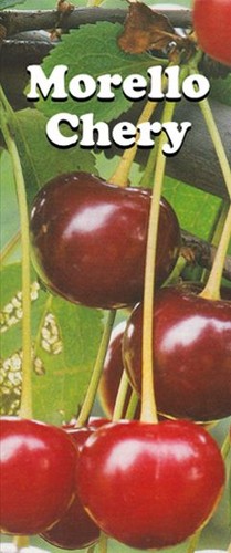 Hardy fruit tree - tree, 4ft