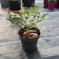 Microcitrus Australasica - Finger Lime - Rare Citrus 12cm pot