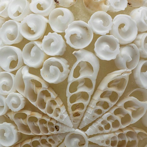 Boho sea shell lamp cut - sea, art