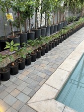 ***GRAFTED*** Avocado Trees