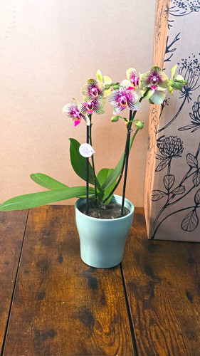 Premium speckled phalaenopsis - speckled,