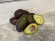 HASS AVOCADO SCION CUTTING FOR