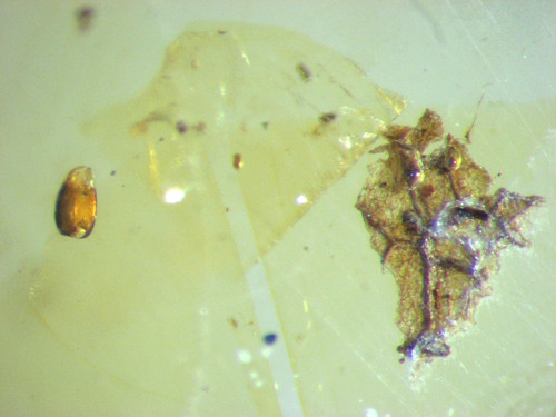 Pliocene amber kenya africa - amber,