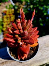 Crassula benjamin red - benjamin,