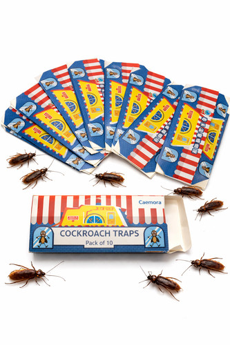 Cockroach bait sticky - cockroach,