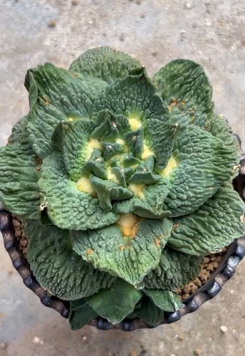 2cm live house plant - 12.2cm,