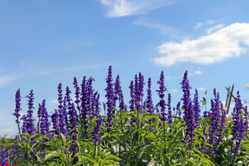 150 blue sage seeds - sage, sale
