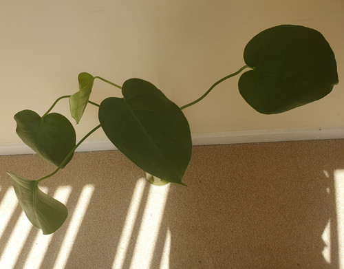 Monstera swiss cheese - monstera,