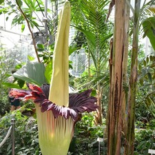 Titan arum (Amorphophallus titanum) - germinated seed