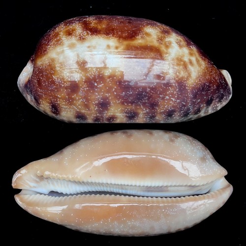 Cowrie testudinaria turtle - testudinaria,