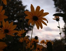 3 Helianthus bare root plants