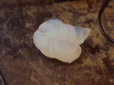 Sabino France  small fledgling