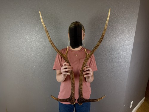 Matched set axis deer - axis,