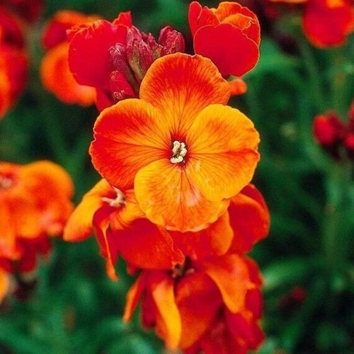 Wallflower english fire - wallflower,